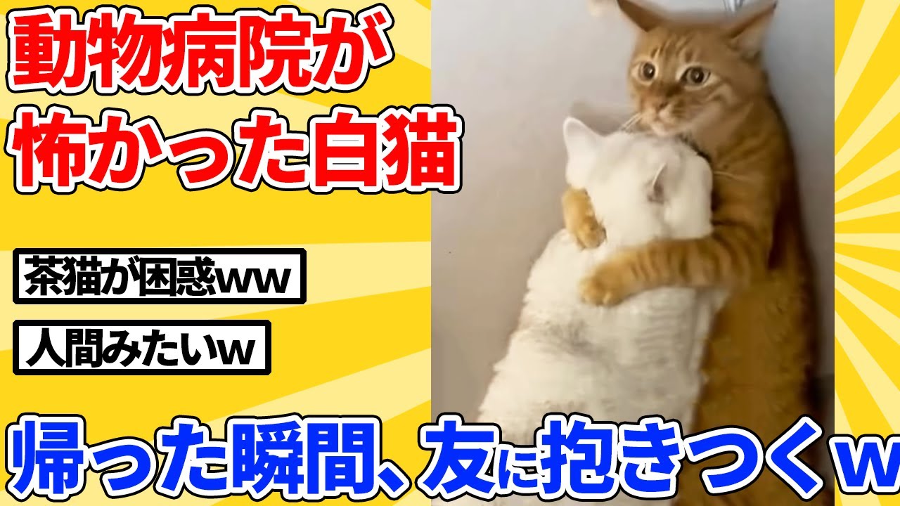 【2ch動物スレ】動物病院が怖かった白猫→帰った瞬間、仲良しの茶猫に抱きつくｗｗｗｗｗ