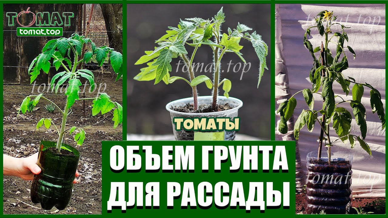 Объем грунта для рассады томатов. Какой минимальный объем грунта нужен для рассады томатов?
