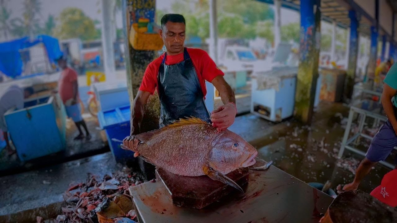 Increadible Giant Blubberlip Snapper Fish Cutting Skills