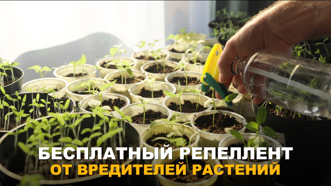 КАК ЗАСТАВИТЬ ВРЕДИТЕЛЕЙ УЙТИ. Простой рецепт репеллента против луковой мухи, морковной мухи и тли.