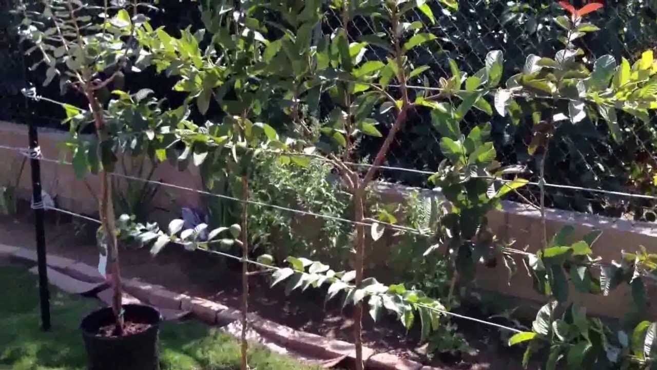 How Guava tree suvived winter with frost blanket?