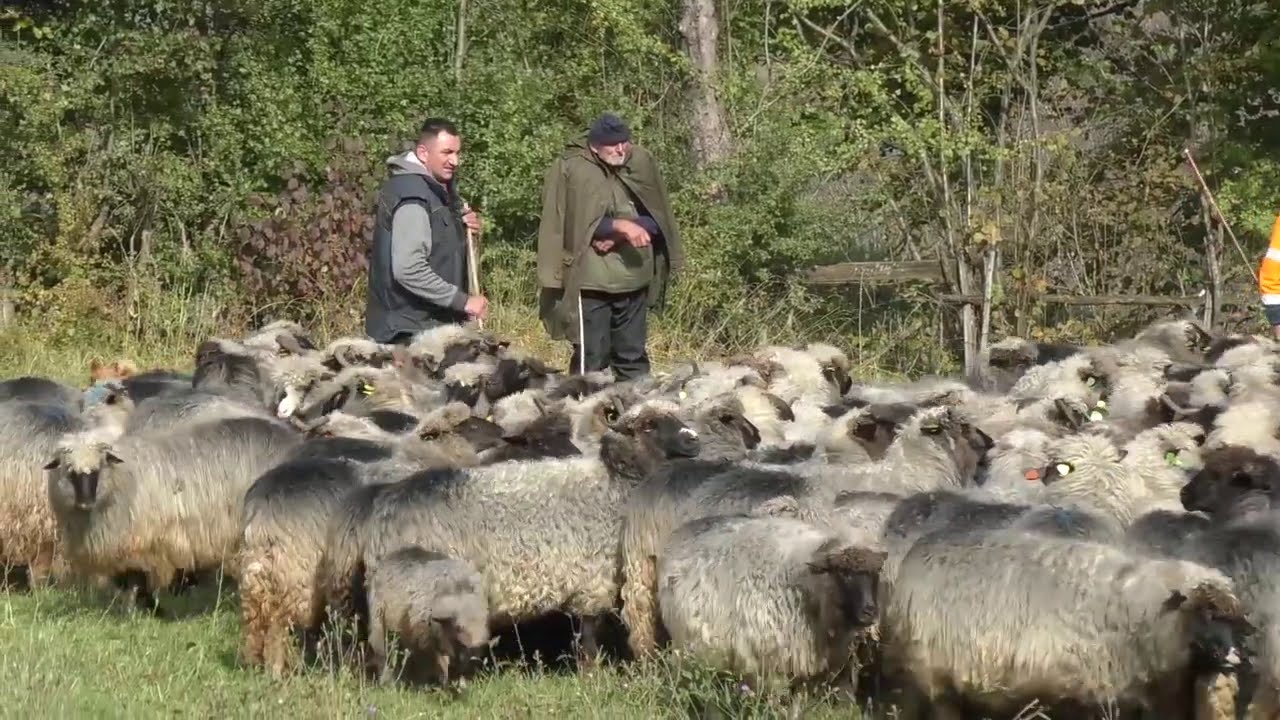-Ovnove sam kupovao od Fruške Gore preko Vlašića do Bihaća -