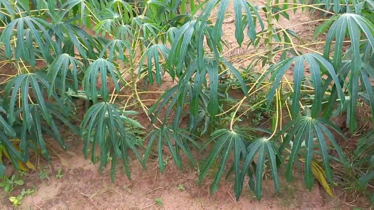 MANDIOCA NA TERRA ARENOSA FICA TOP .O ÚNICO POBLEMA É A PERDIZ 😱😱