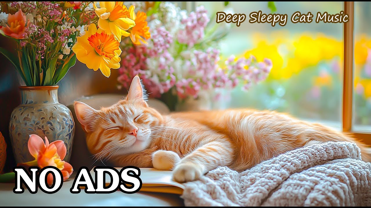 🐾 3 Hours Cat Healing Music ✨ Relieves Fear & Stress 😺 Deep Sleepy Cat Music 💤🎧 No Ads