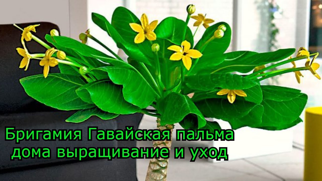 Бригамия Гавайская пальма дома выращивание и уход
