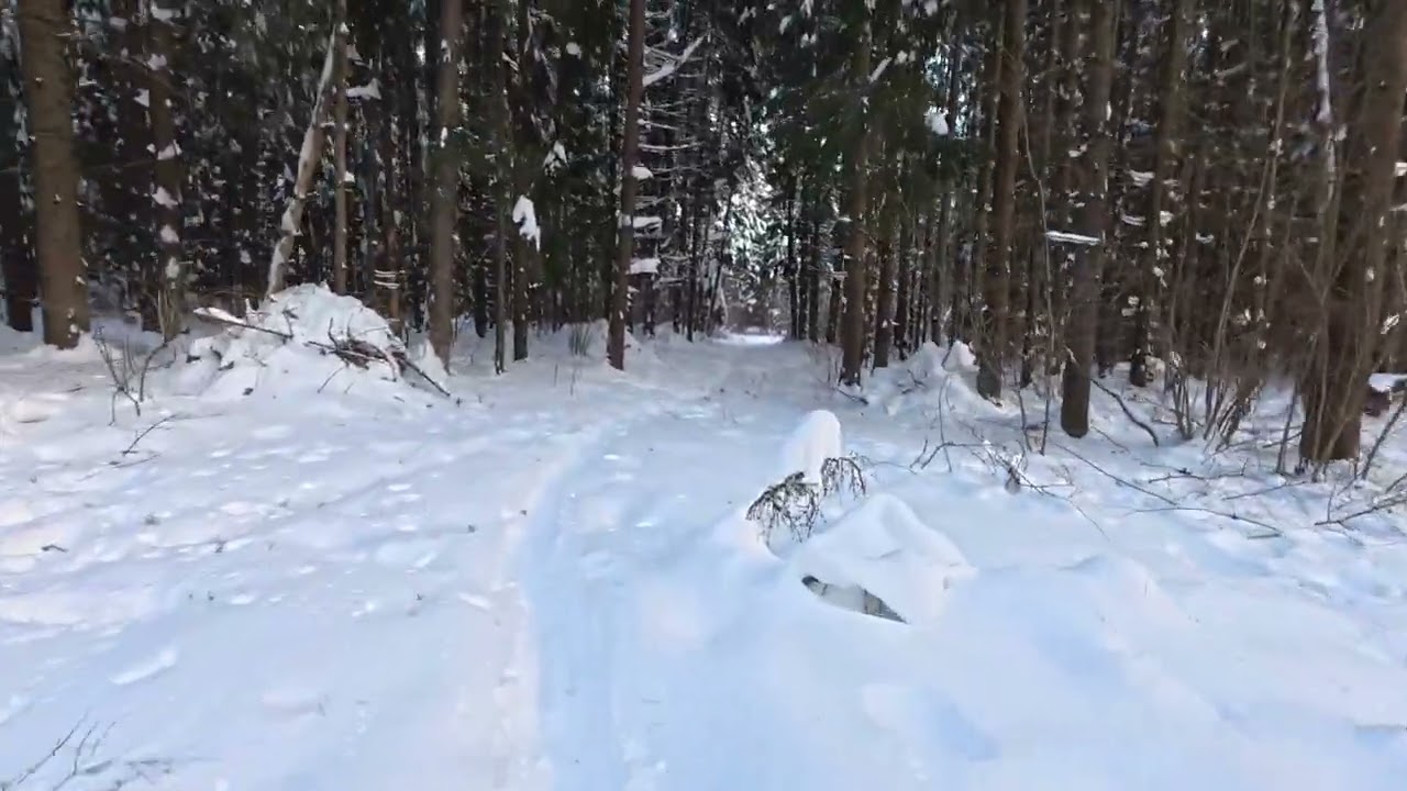 Forest Trail Run | -12°C