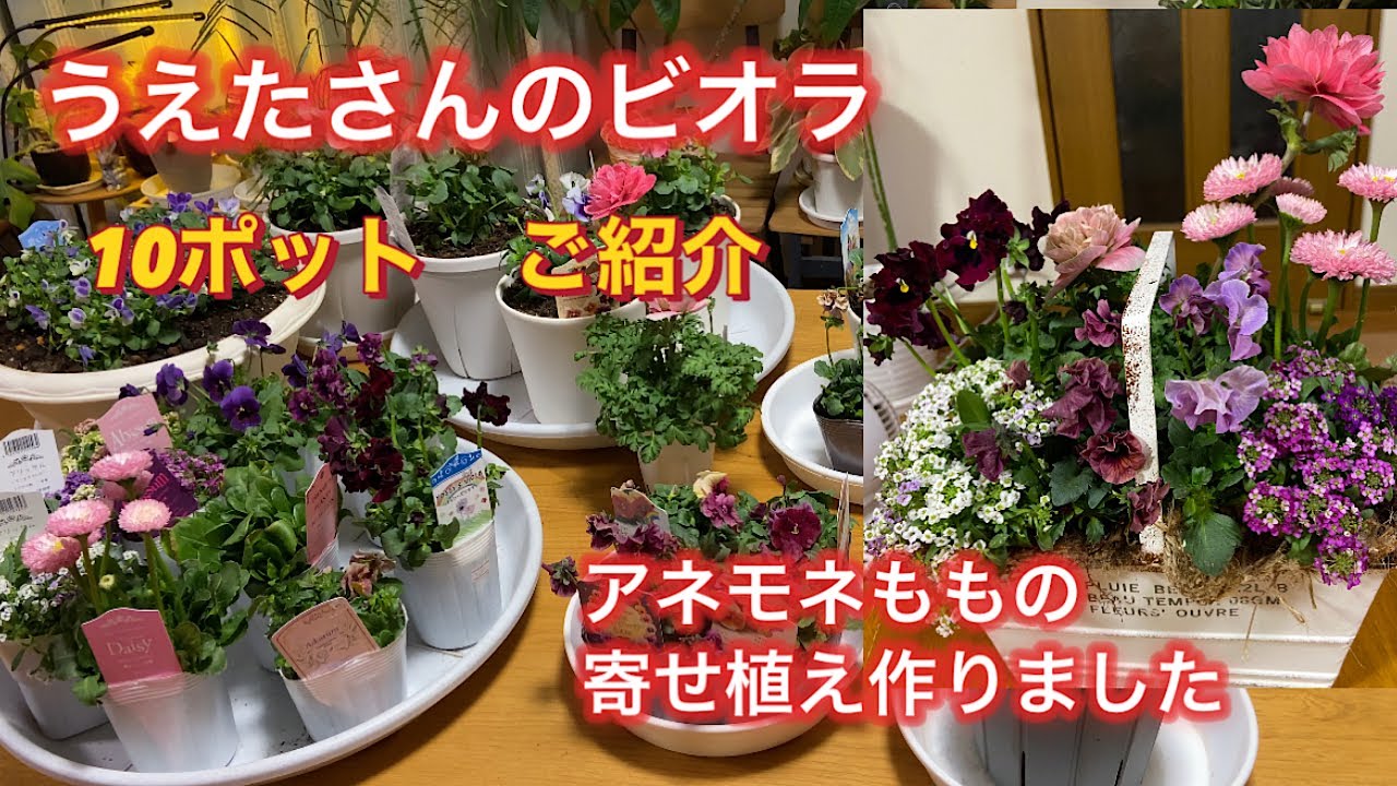 【うえたさんのビオラ10ポット】福袋購入　アネモネももの寄せ植え