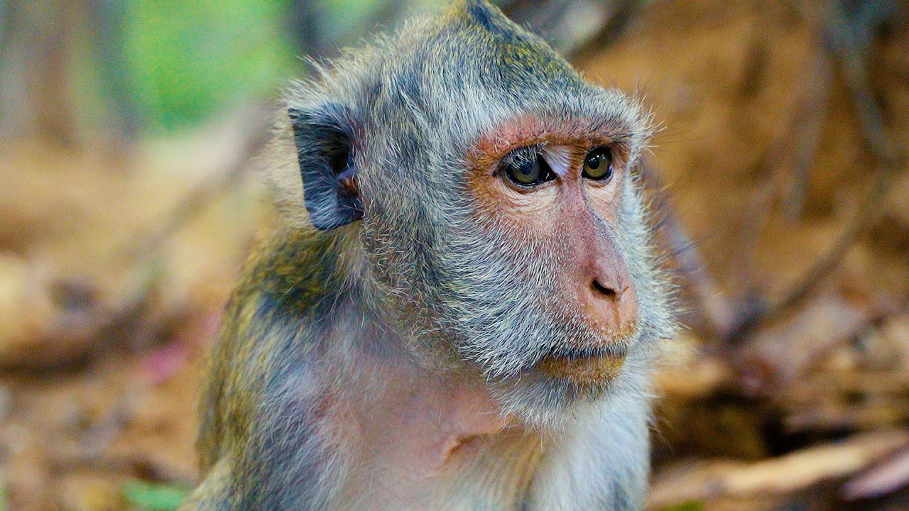 Poor Oldest Monkey Jade Look So Starving And Loneliness In Group