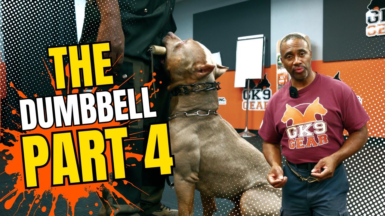 Dumbbell Training for Dogs &ndash; Part 4 | Gemini K9 Obedience