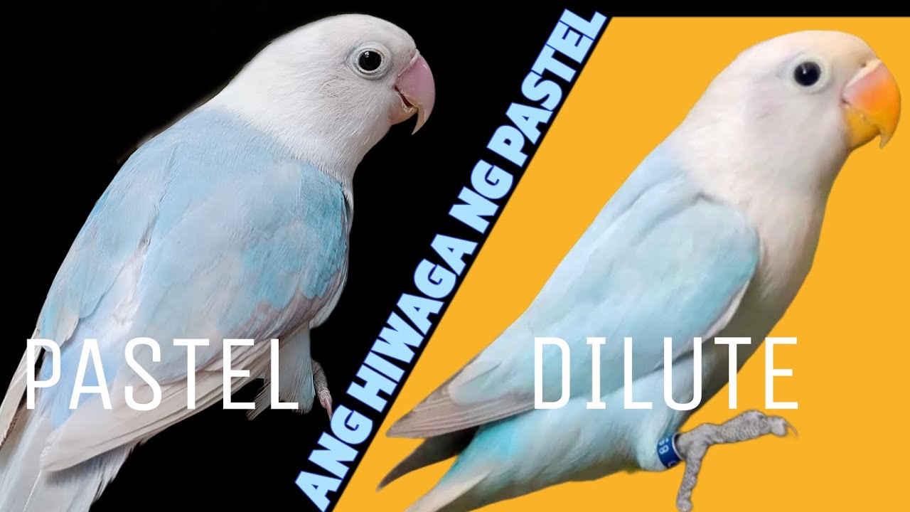 Hiwaga ng Pastel | Uniqueness of Pastel | Pastel Mutation Mode of Inheritance | Pastel Lovebirds