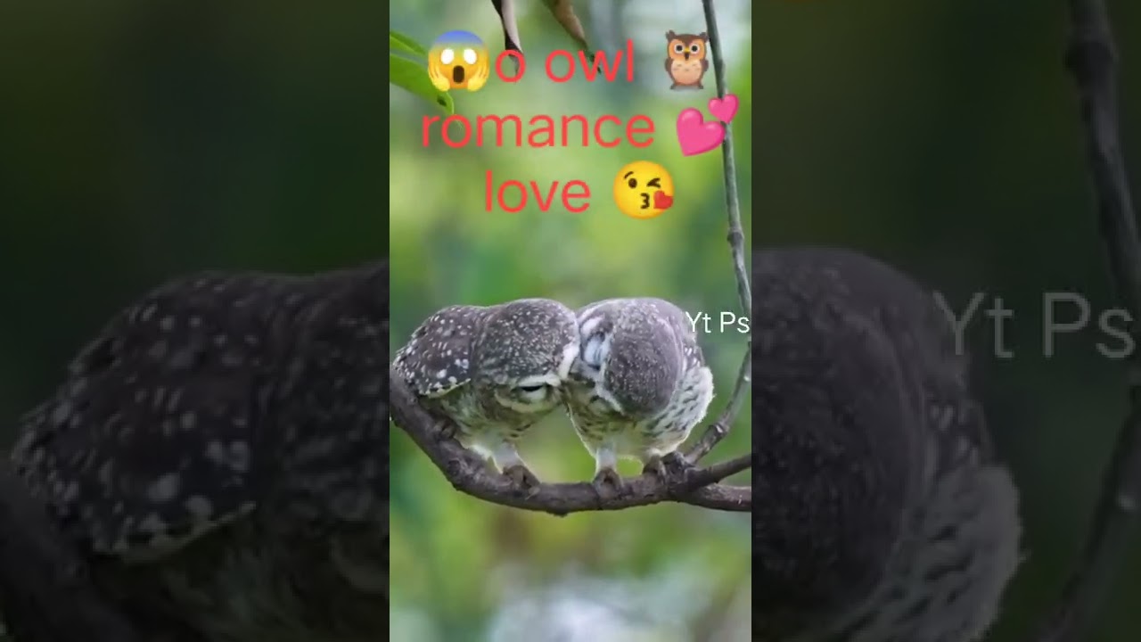 ll😳om fo aa😱 🦉owl romance 💕 love 💖 ll