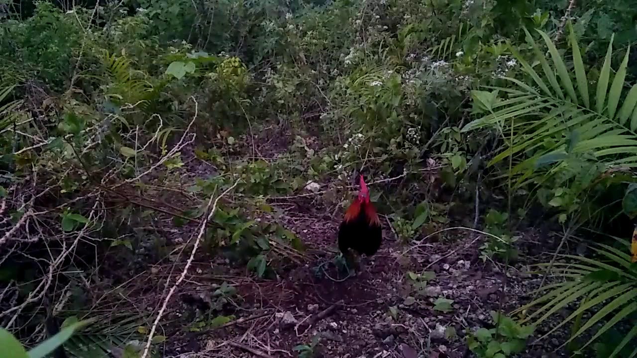 Catching Wild Chicken