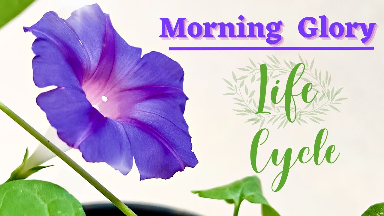 How to Grow Morning Glory from seeds | Storing Morning Glory seeds | Morning Glory Life Cycle