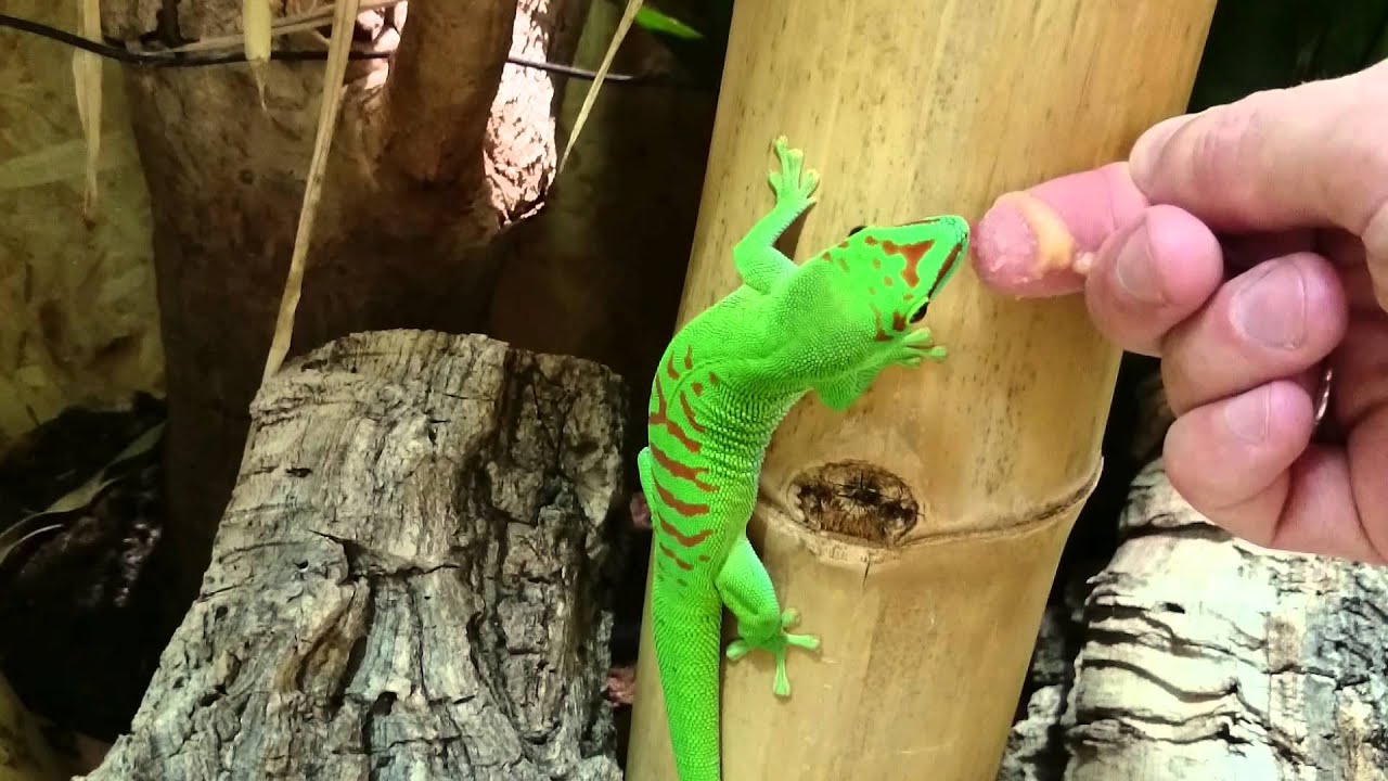 Phelsuma grandis (Angriff)