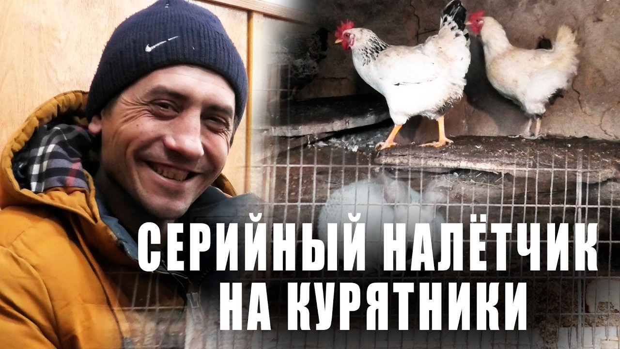 Серийный налётчик на курятники