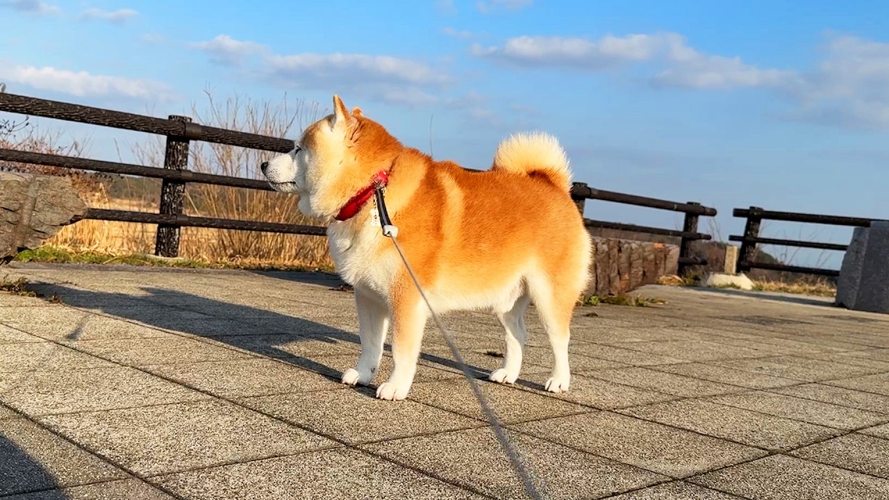 Shibe decided to take a walk to the airport because the weather was nice.