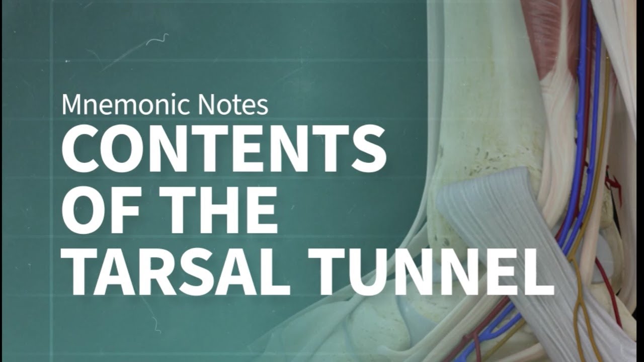Mnemonic Notes: Tarsal Tunnel Contents