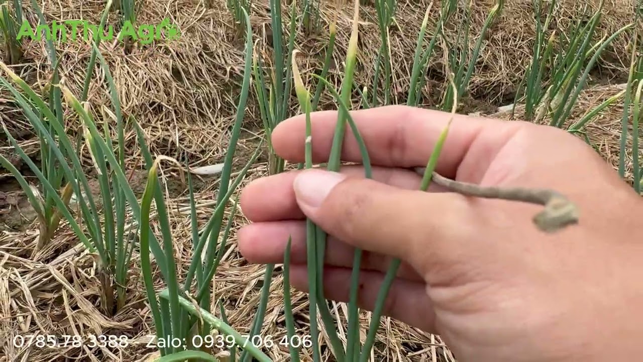 MẸO TRỊ SÂU ỐNG HÀNH CỰC KỲ HIỆU QUẢ - Thạc sĩ MINH: 0785.78.3388