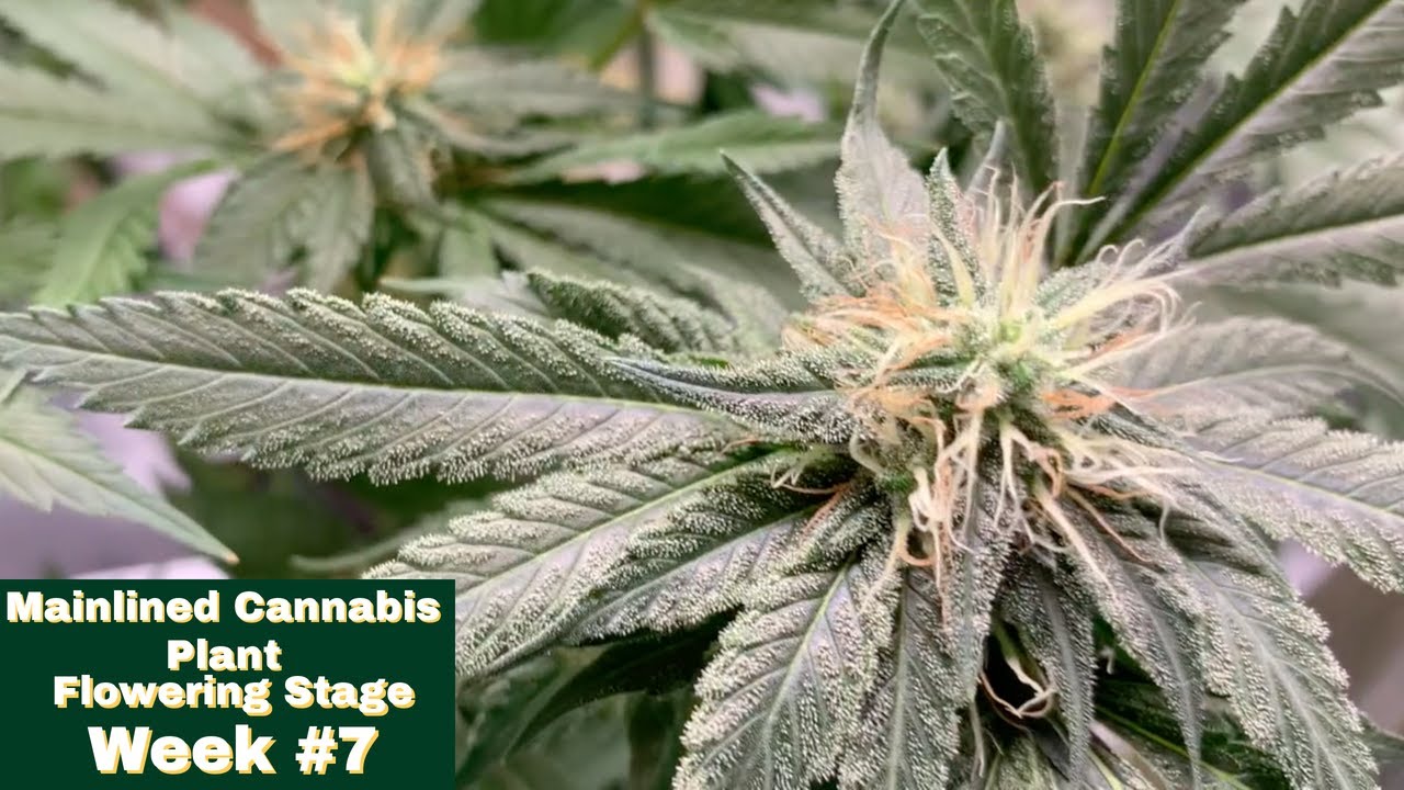 Mainlined Cannabis Plant - Week #7 of Flowering