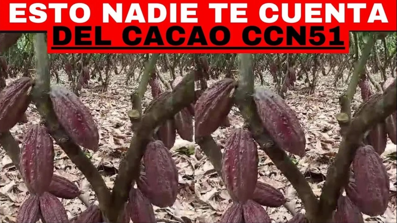 ¡ATENCIÓN! ESTO, NADIE TE LO DIRÁ: EL SECRETO DEL CACAO CCN 51!