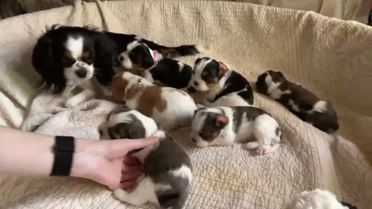 Cavalier Puppies Live: 3 Weeks Old!