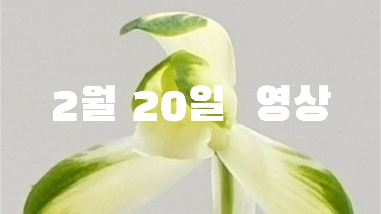 [판매영상]#금하소 호 #진청 입변호 판매합니다.