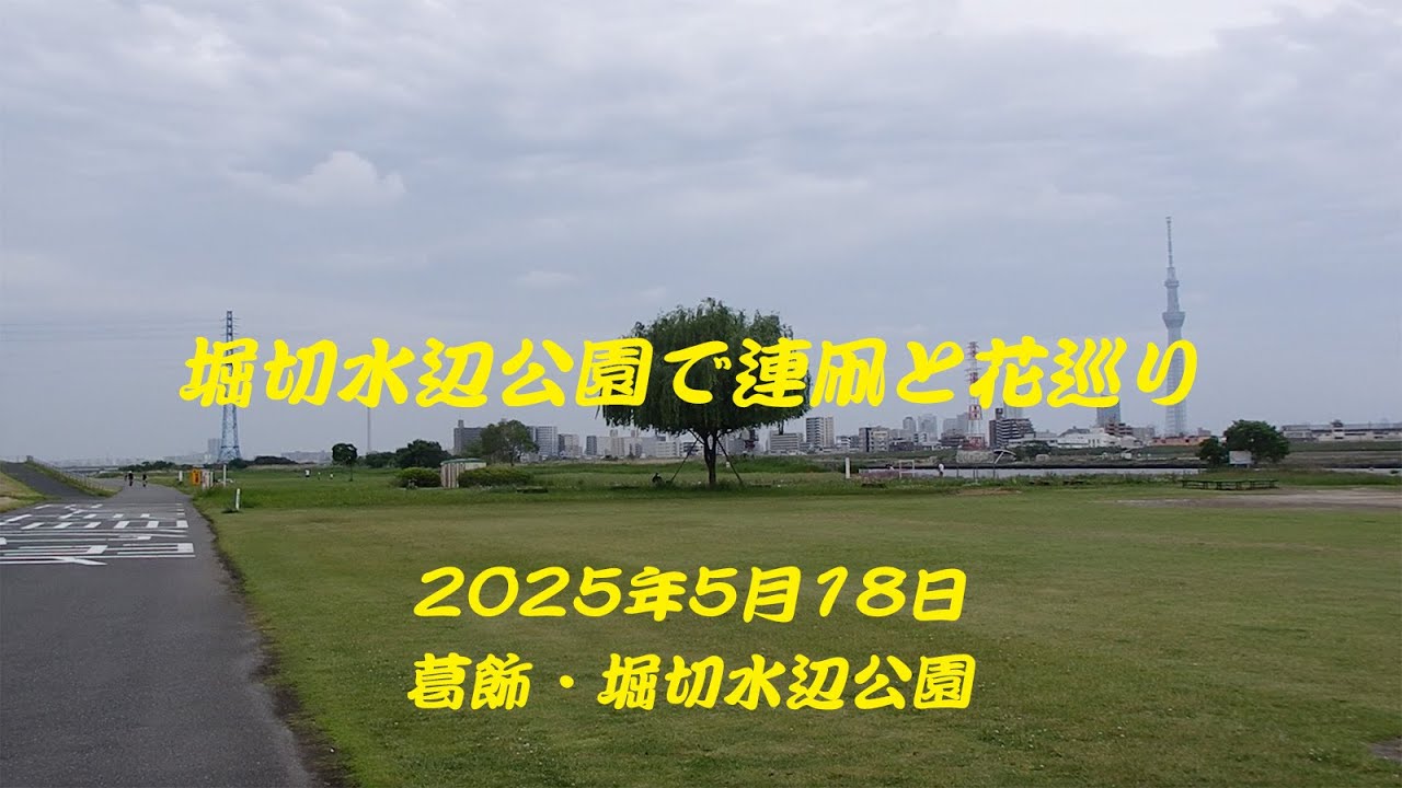 堀切水辺公園で連凧と花巡り