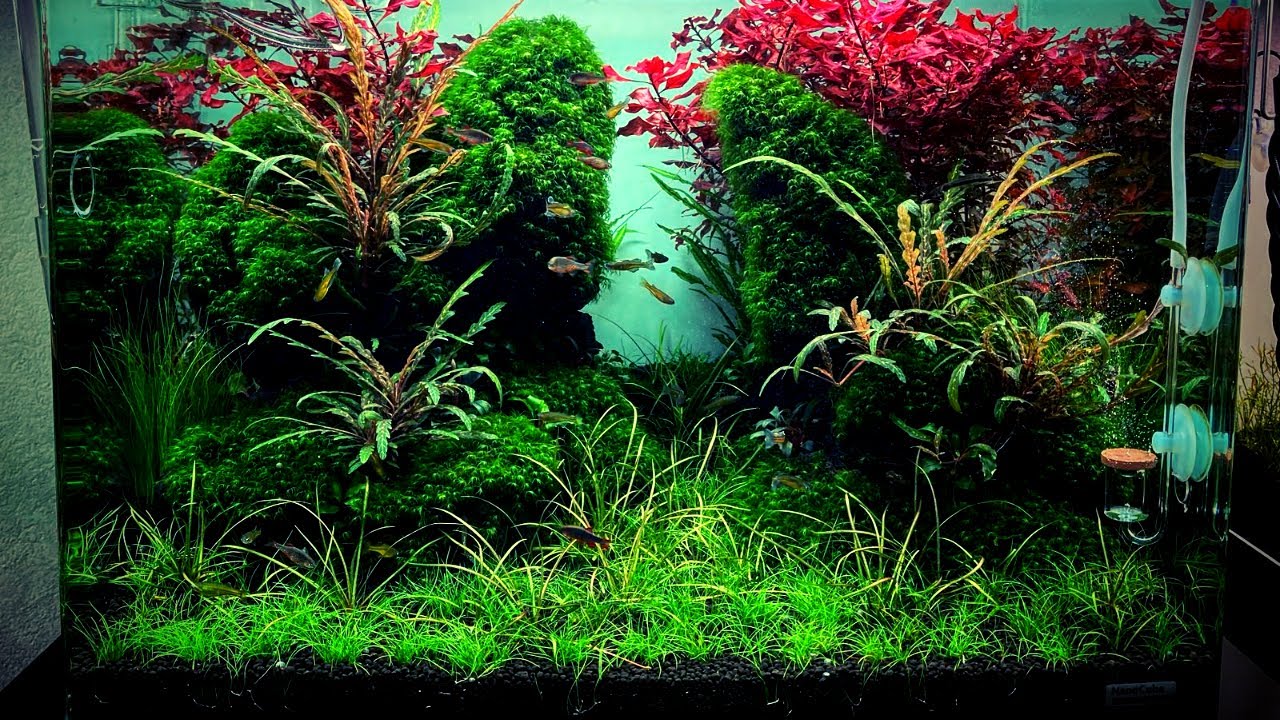 Aquascape Tutorial - Dennerle Scapers Tank 70L - Jungle Style Aquascape