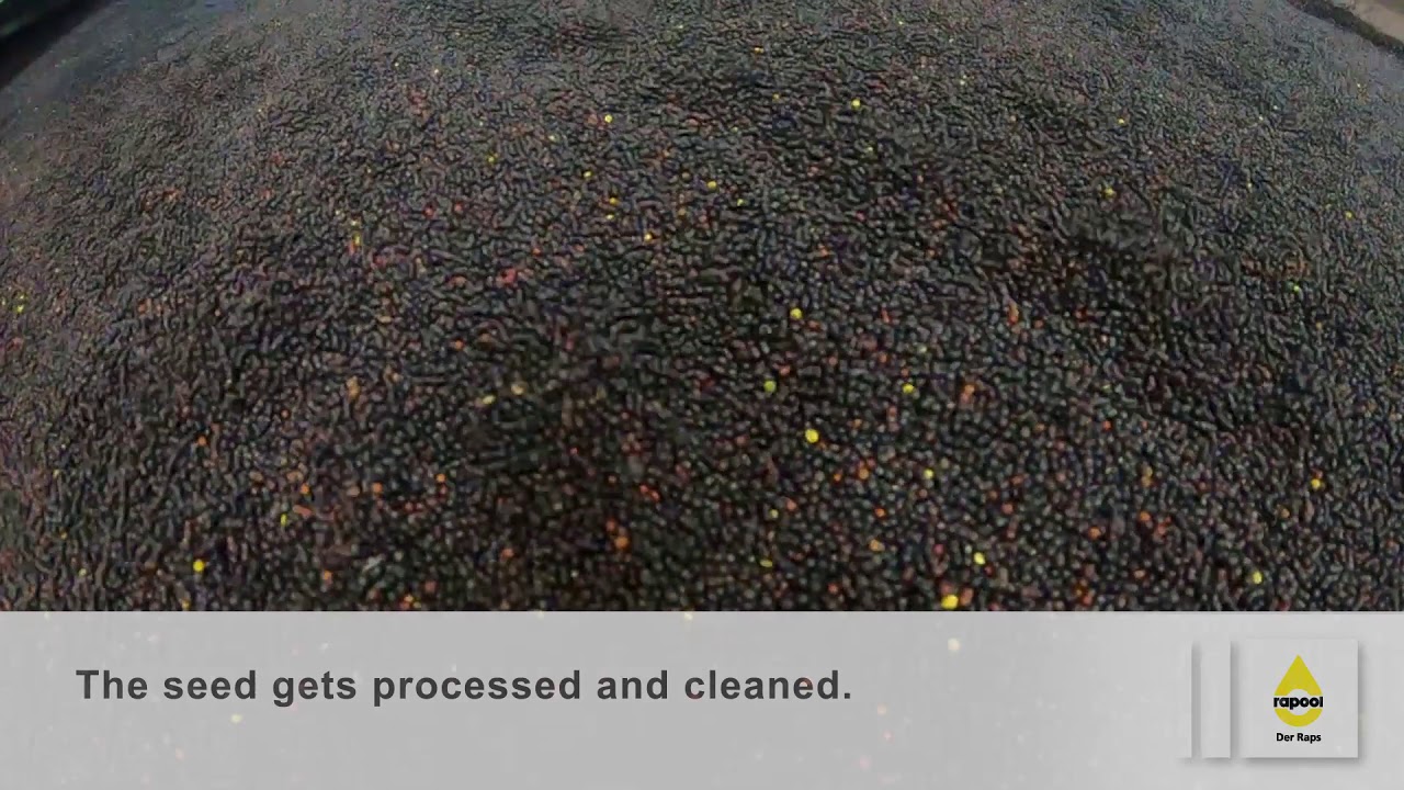 Seeds - from delivery to packaging