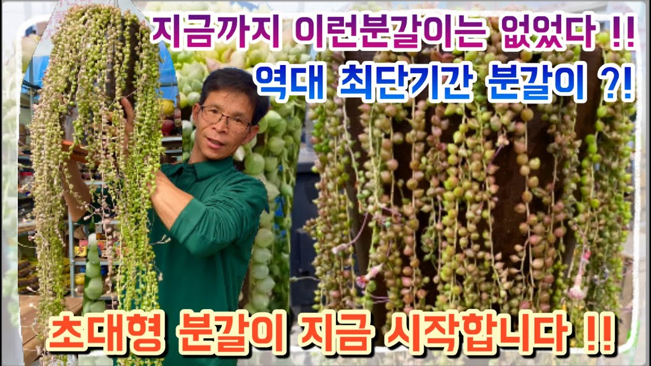 꽃이다농장 최초 !!! 최단기간 분갈이 ?! 최단기간이지만 크기는 초대형 !! 세네시오금 분갈이 !!  지금 바로 시청하세요 !!!!