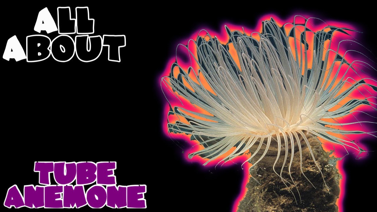 All About The Tube Anemone