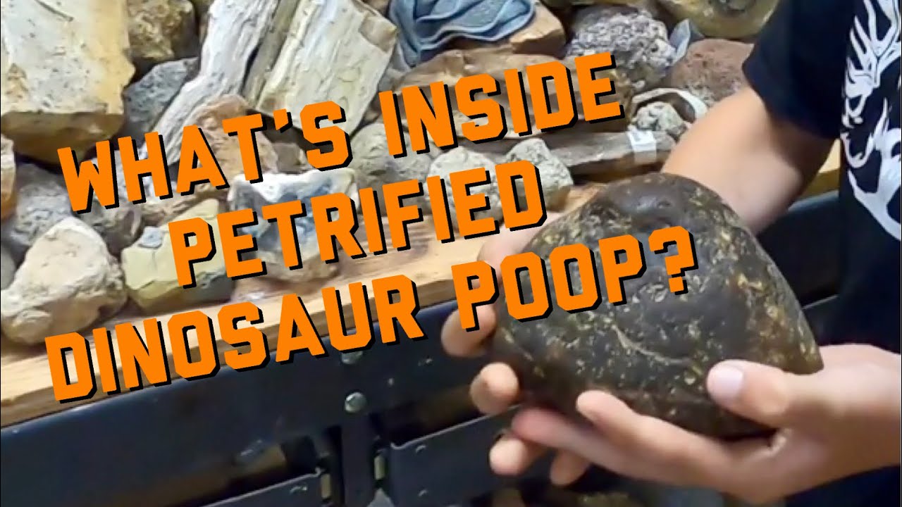Cutting Petrified￼ Dinosaur Poop