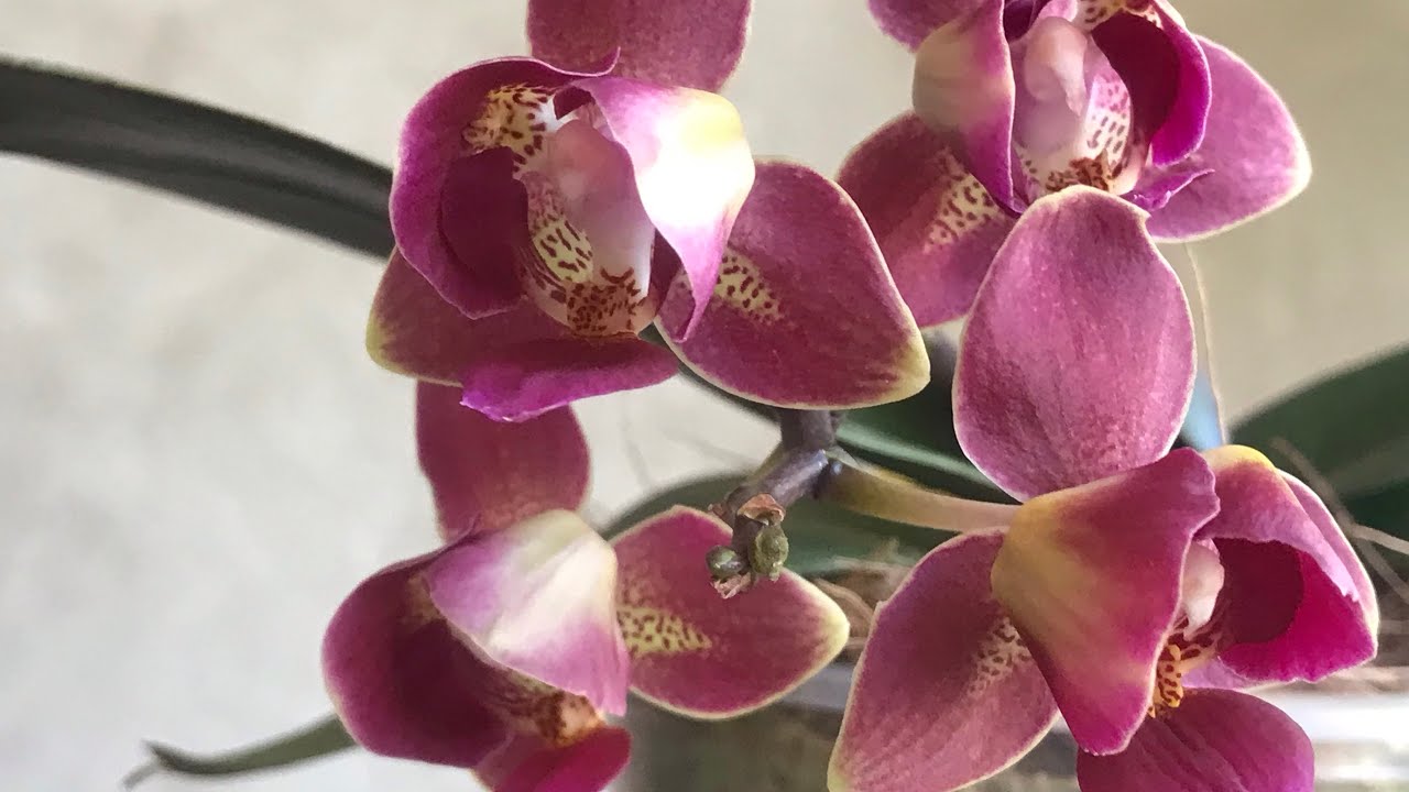 Вона «реанімувала» себе сама і заквітла. Орхідея фаленопсис#orchid #phalaenopsis 