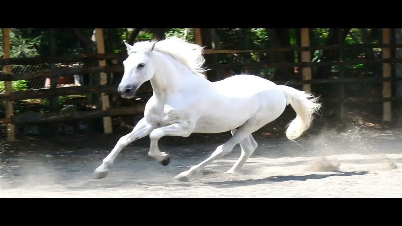 horse sounds vol 3