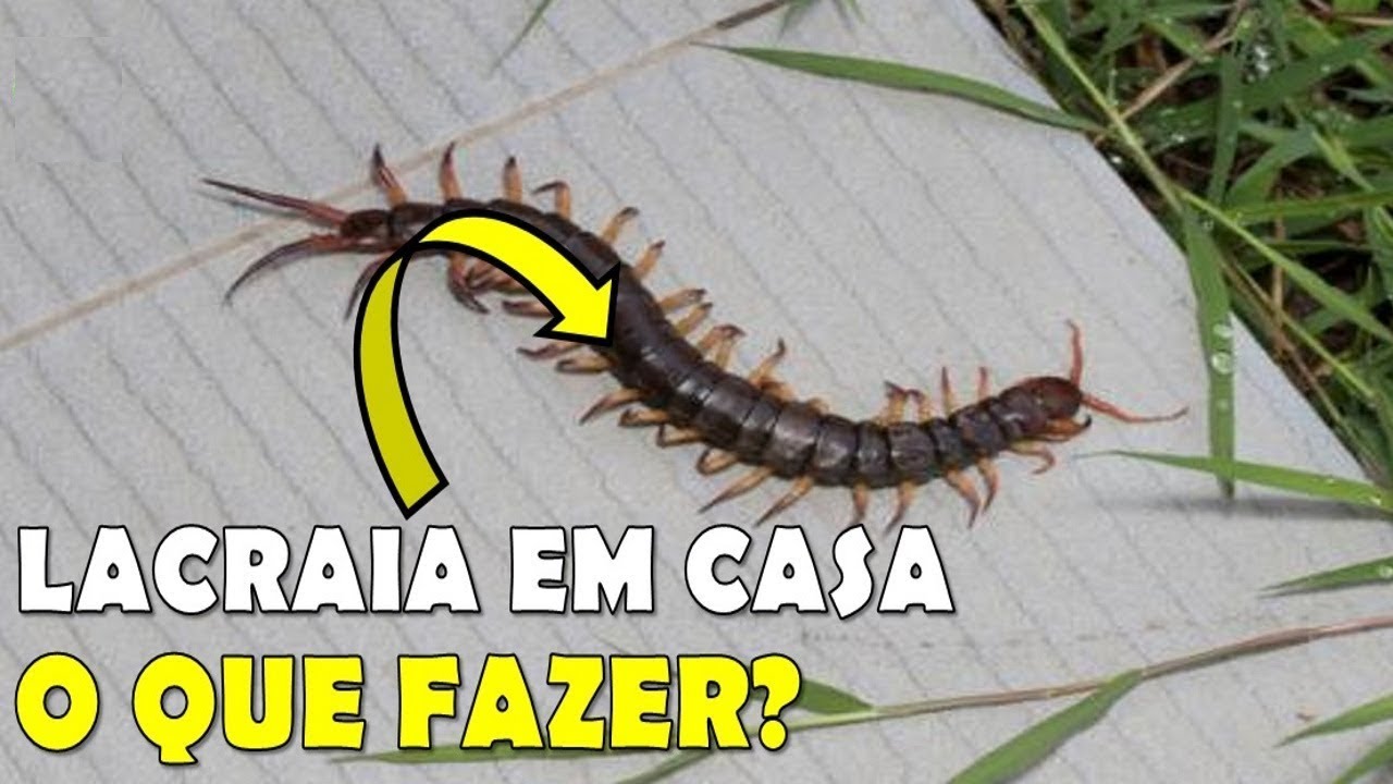 LACRAIAS SÃO PERIGOSAS? ONDE ELAS VIVEM E COMO EVITAR TER ELAS DENTRO DE CASA?