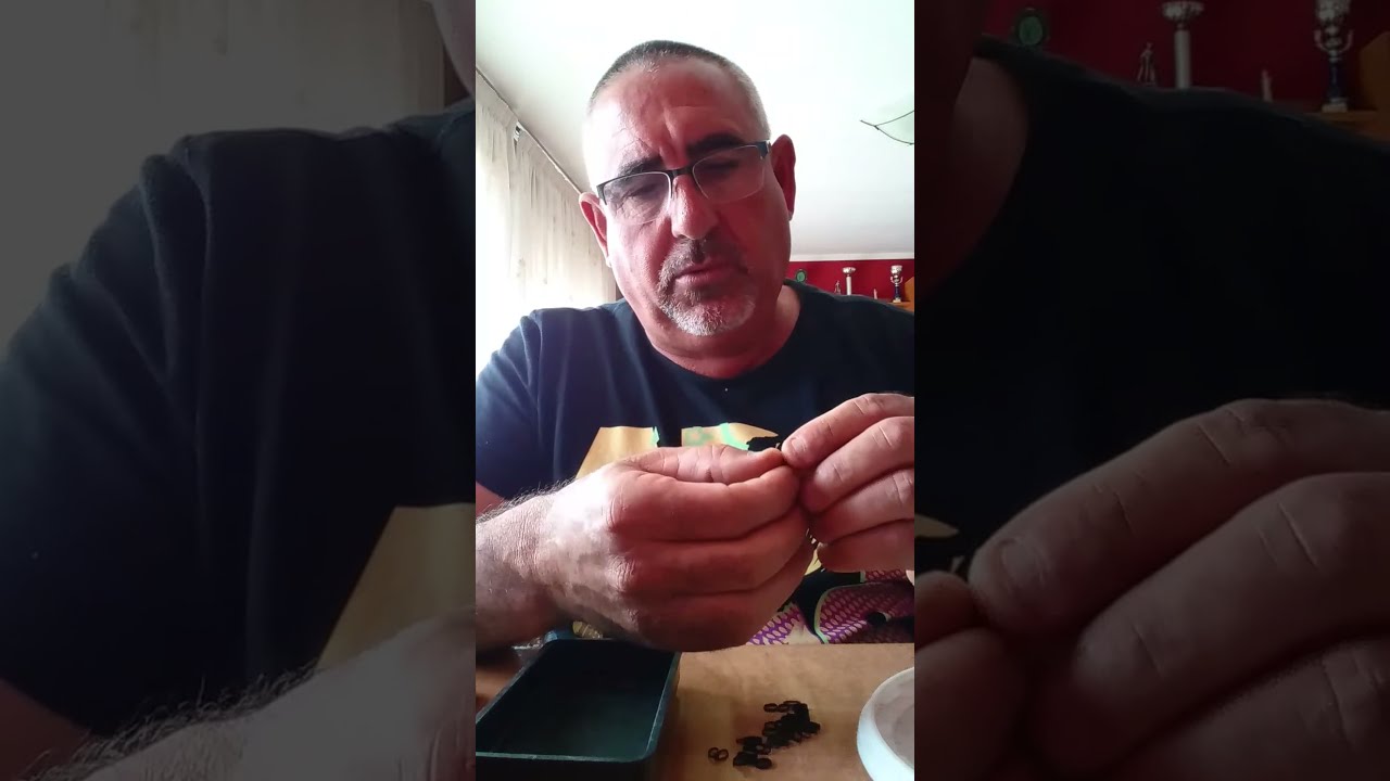 pescar mar Como colocar el pienso para pescar Doradas y Lubinas
