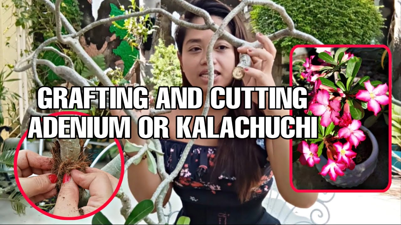 HOW TO MARCOT ADENUIM OR KALACHUCHI GRAFTED ADENIUM