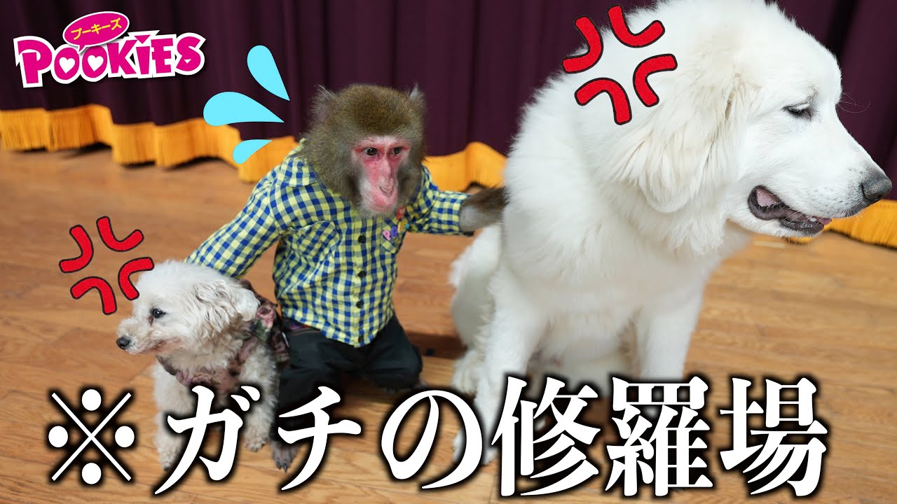 仲の悪いトイプードルとグレートピレニーズの仲裁をお猿さんに任せたら…すげぇぇぇぇ！！！！