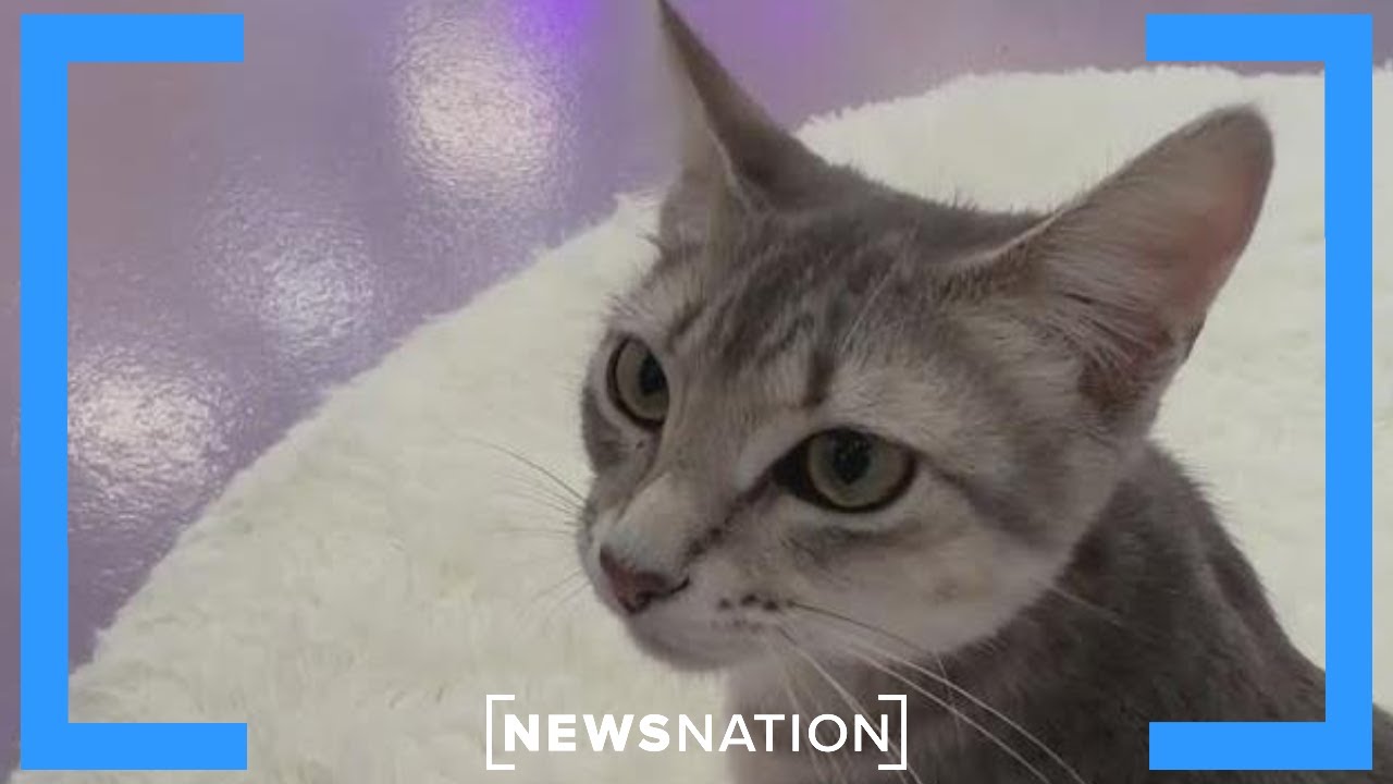 Американцы тратят миллиарды на своих питомцев | NewsNation Live