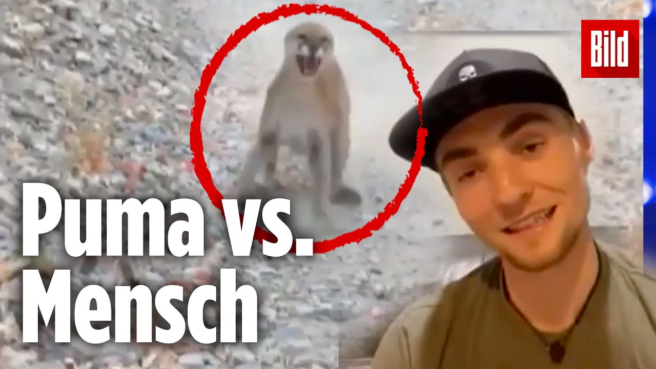 Puma verfolgt 26-j&auml;hrigen Wanderer &ndash; er entkommt dank Zufall
