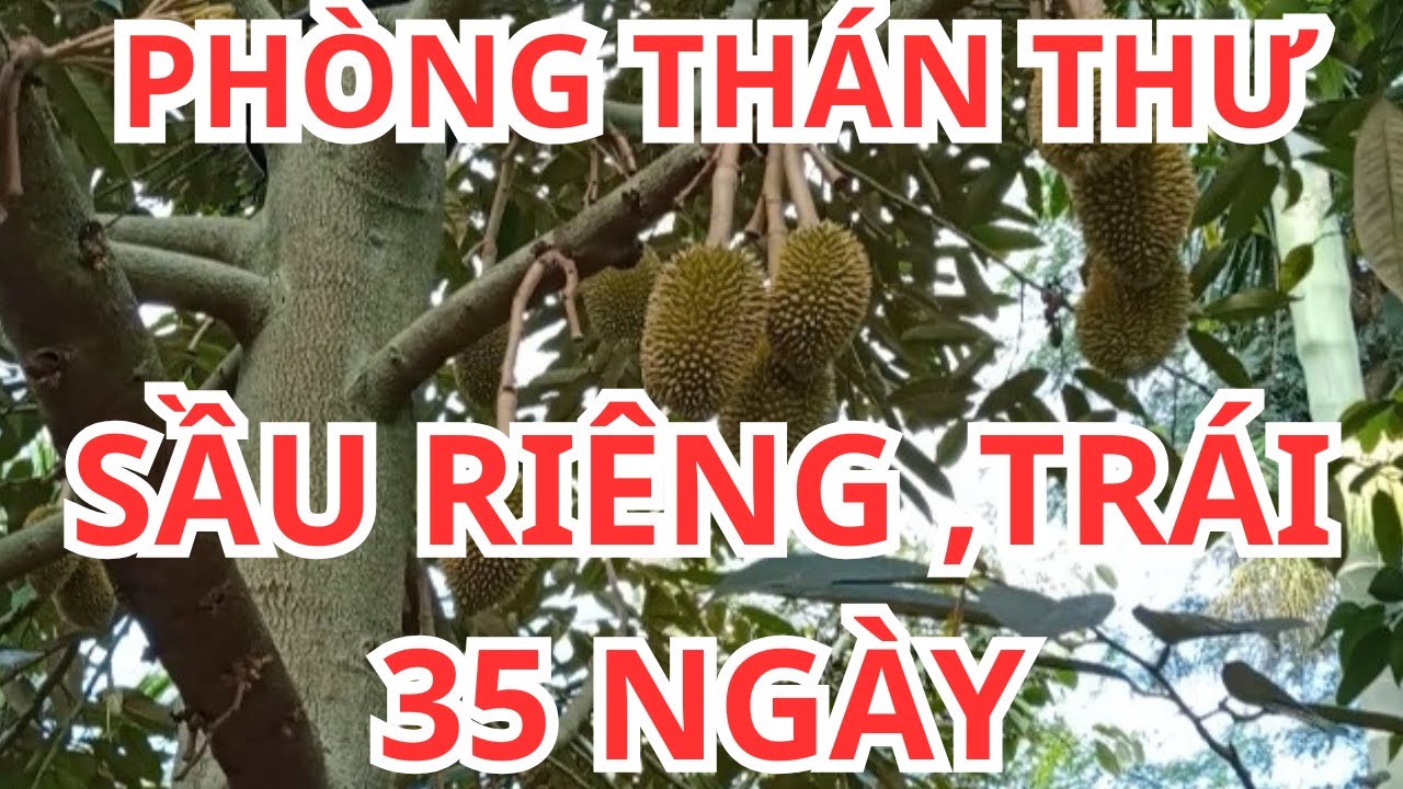 PHÒNG THÁN THƯ CHO SẦU RIÊNG,TRÁI 35 NGÀY,@dũngnhiTV-s8r
