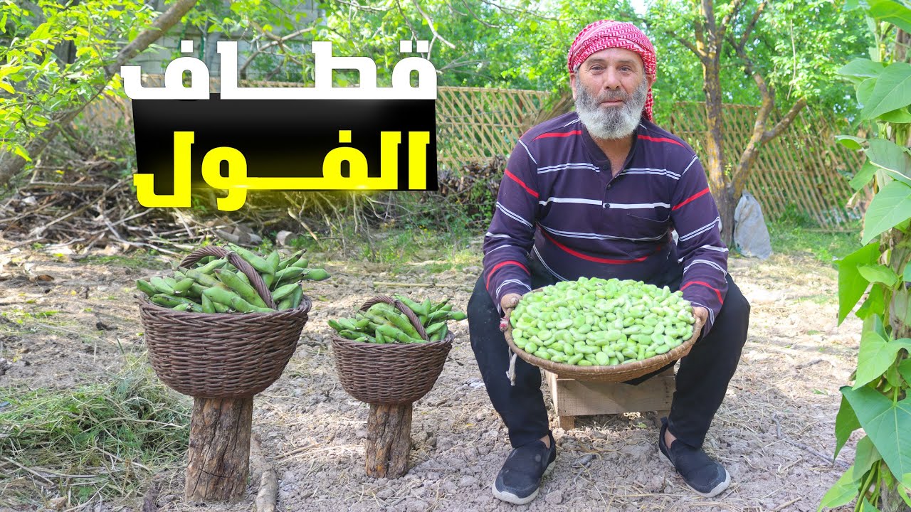 موسم قطاف الفول في قريتي الصغيرة في سوريا لتجهيز طبق مميز  #الريف_السوري