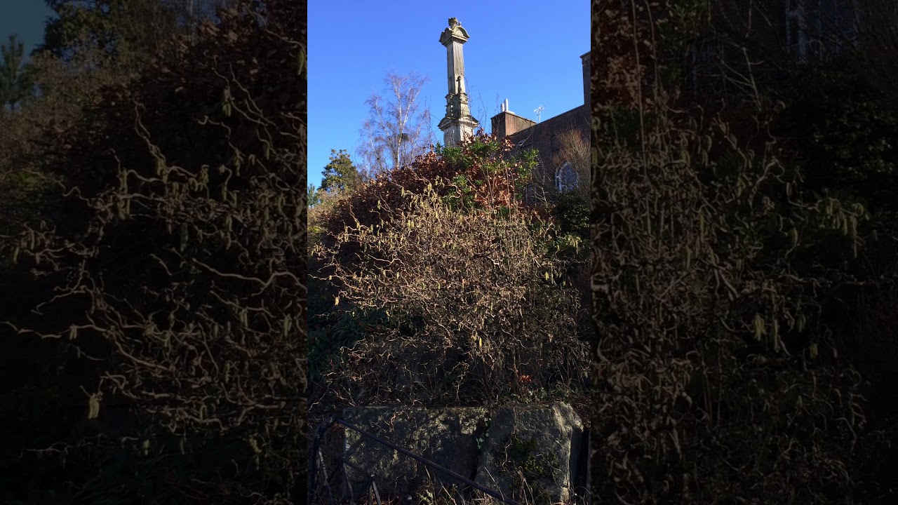 Corkscrew Hazel (Corylus avellana 'Contorta') - shrub - March 2018