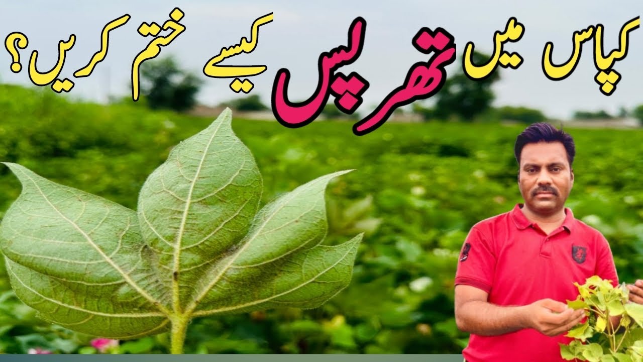 Thrips management in cotton crop | Abid Ali Agrarian