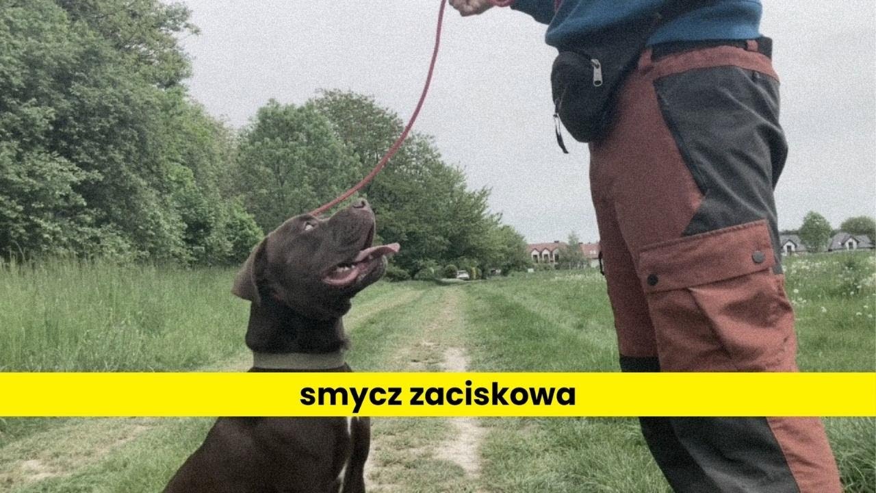 Jak używać smyczy zaciskowej?