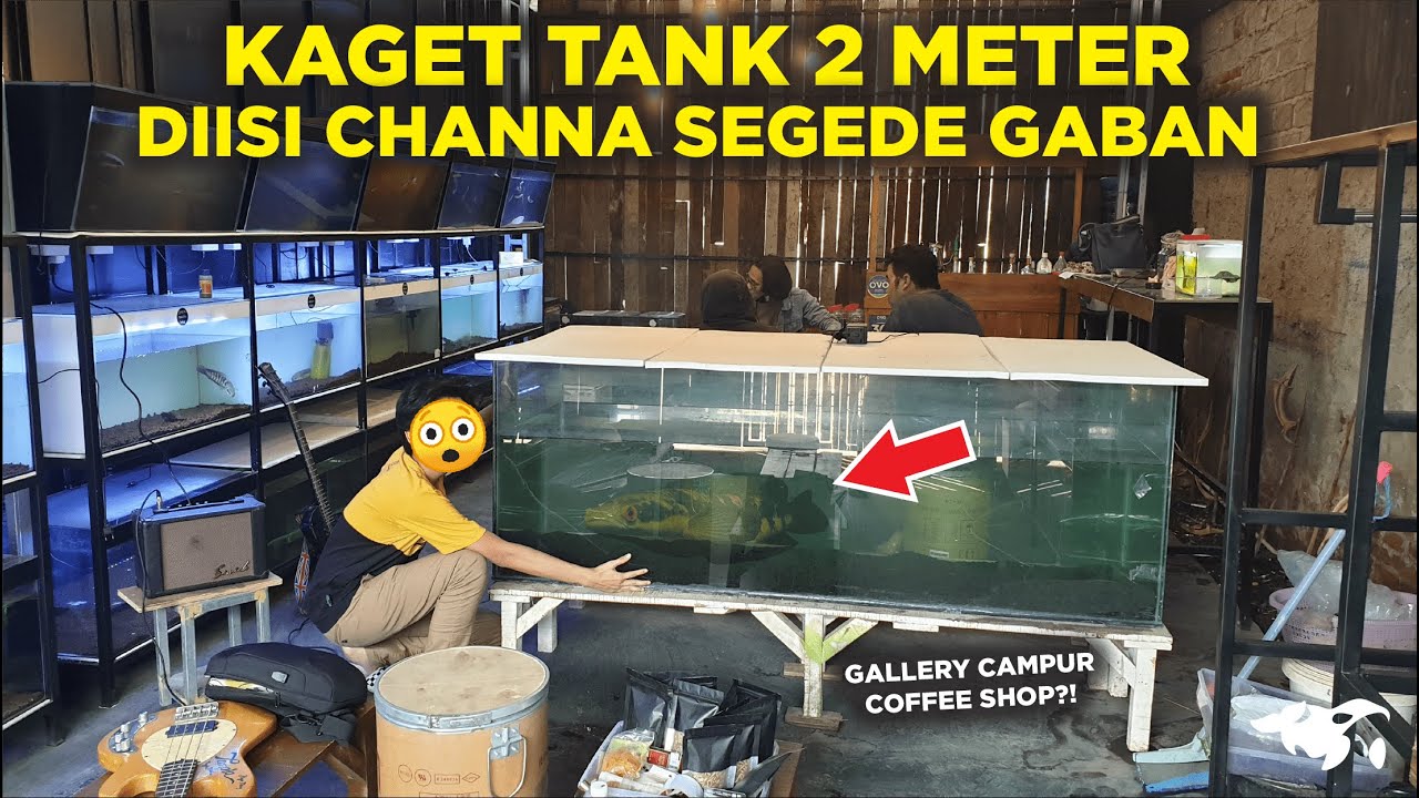 NGGAK NYANGKA ADA IKAN CHANNA MARU SEGEDE GABAN DI TANK 2 METER, TERNYATA TEMPAT NGOPI?