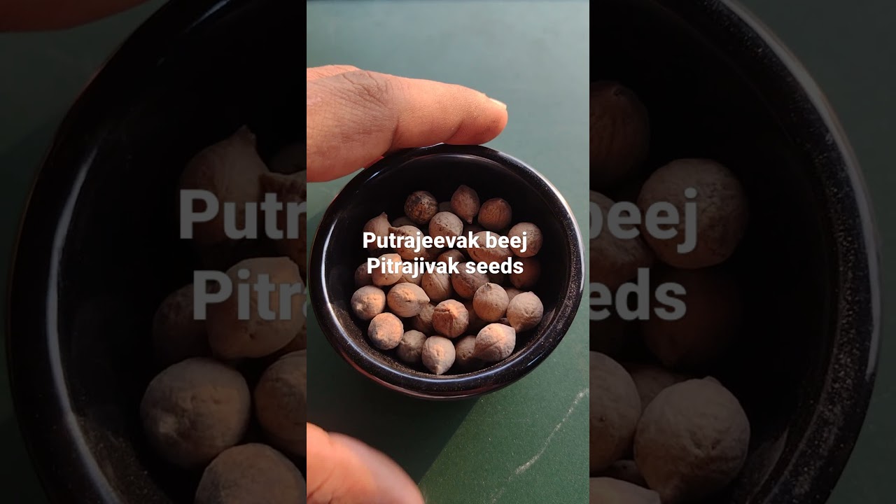Putrajeevak Beej Putrajivak Seeds पुत्रजीवक बीज Putrijivak Beej