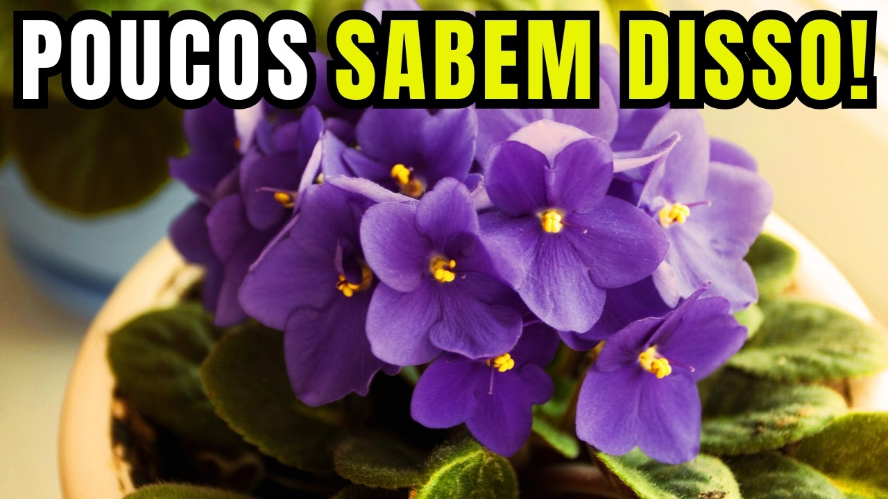 Como cuidar de Violetas e deixar elas Lindas e Exuberantes