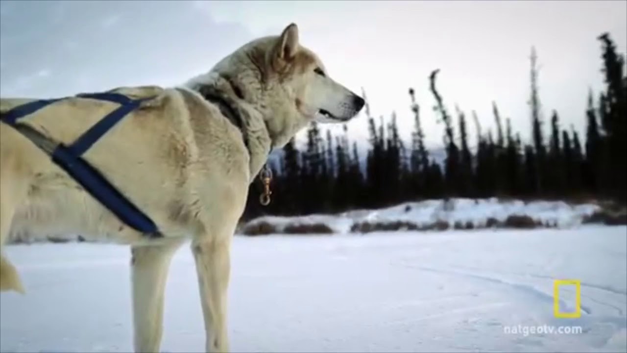 Dog sledding music video || welcome to the end of the world