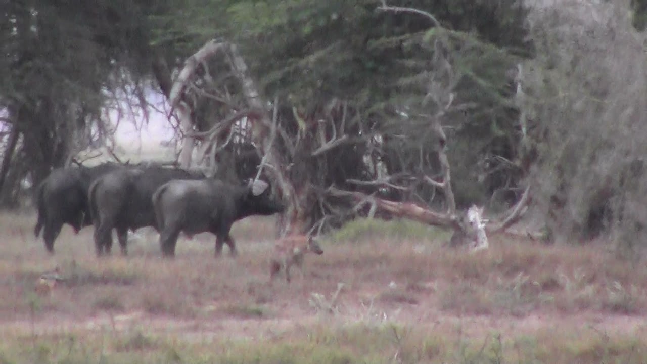 Incredible wildlife action in Kenya. 30 hyenas fighting 8 lions and 2 buffalo. | BenefacTours